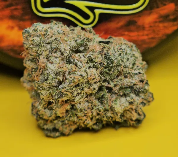 Dense Giraffe Puzzy strain cannabis nug by Angel City Farmers resting on a yellow surface with heavy trichome coverage and orange pistils.