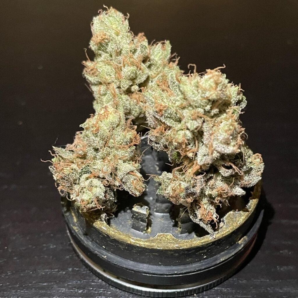 Close-up feature shot of frosty Giraffe Puzzy THCA flower nugs resting on top of a metal herb grinder.