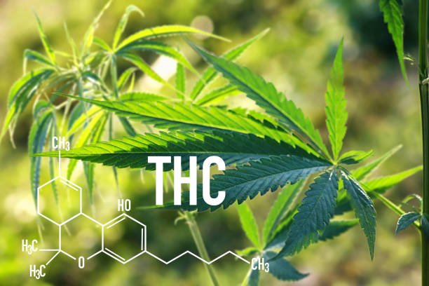 Vibrant green cannabis leaves in natural sunlight overlaid with bold THC text and the chemical structure of tetrahydrocannabinol.
