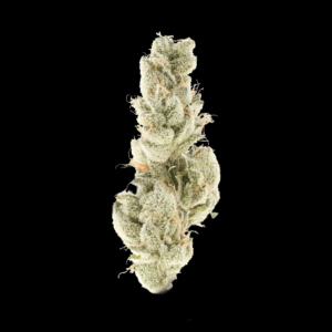 Giraffe Puzzy THCa flower nug