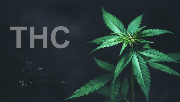 Vibrant green cannabis plant leaves set against a dark background with grey THC typography and chemical molecule formula for Tahoe OG THC guide