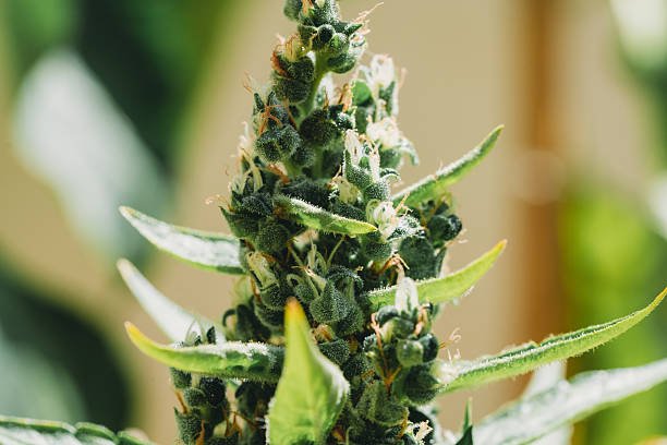 Giraffe Puzzy Lineage: Zkittlez x Animal Cookies BX2 Genetics